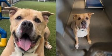 Shelter Dog Has Lived in the Same Kennel for Years, but All He Knows Is Nobody Visited Today