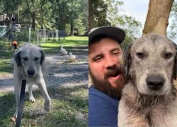 Stray Dog Goes From Life Outside to a New Home in Just Days