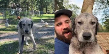 Stray Dog Goes From Life Outside to a New Home in Just Days