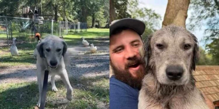 Stray Dog Goes From Life Outside to a New Home in Just Days