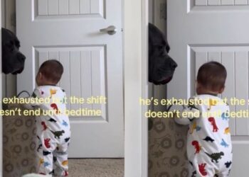 Dog’s Tired Stare Says ‘How Are You Still Awake?’ to His Tiny Human