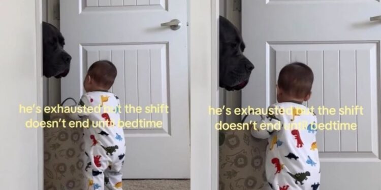 Dog’s Tired Stare Says ‘How Are You Still Awake?’ to His Tiny Human